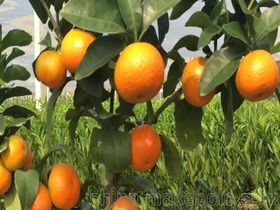 柑桔 橙 柚价格 柑桔 橙 柚批发 柑桔 橙 柚厂家