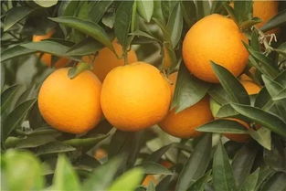 涪陵最新柑橘采摘地图来啦 错过这次又要再等一年