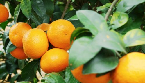 柑橘果树施肥的误区有哪些