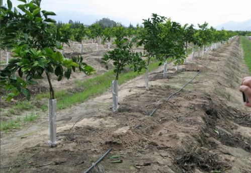 著名栽培专家彭良志研究员的精品课程 柑桔园规划建设与幼树管理 的ppt课件